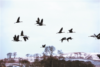 ���Ϻ���D��ع��@�ɺ��B(ni��o)����