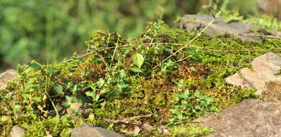 ����֮�� ��μӏ�(qi��ng)�t(y��)����ˮ�ͳ��(zh��n)��ˮ�ıO(ji��n)����